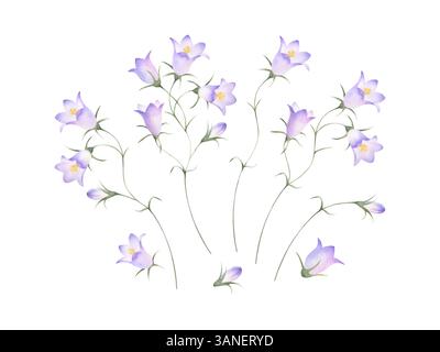Glockenblumen Wildblumen mit lilafarbenen Blüten und Knospen. Hand gezeichnet Blumen Aquarell isolierte Illustration Set der Feldpflanze. Zeichnung der Wiese f Stockfoto
