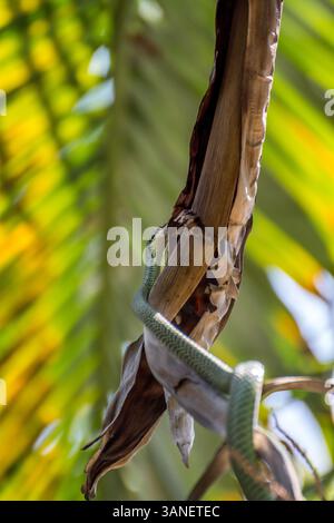 Schlange (Chrysopelea ornata, goldene Baumschlange, kunstvolle fliegende Schlange, Goldene fliegende Schlange oder Colubride Schlange) grüne Farbe mit schwarzer Kreuzschraffur und ihr Stockfoto