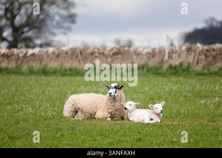 Mutterschafe und zwei Lämmer auf dem Feld im Frühjahr, Cotswolds, Gloucestershire, England, Vereinigtes Königreich, Europa Stockfoto
