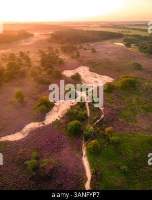 Blick aus der Vogelperspektive auf violettes Heidekraut und Bäume in einer ruhigen Nebellandschaft bei Sonnenaufgang, Bakkeveen, Friesland, Niederlande. Stockfoto