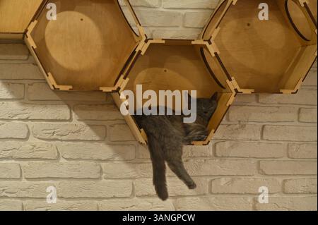 Eine Katze schläft auf einem Regal, das an der Wand hängt Stockfoto