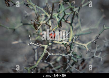 Ein leuchtend roter Marienkäfer (Coccinellidae) mit markanten schwarzen Flecken sitzt auf einem trockenen, stacheligen Zweig einer Dornpflanze. Stockfoto