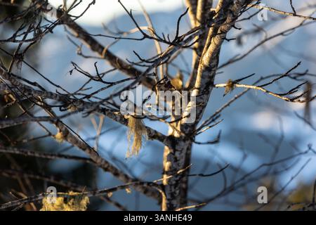 Bartflechte (Usnea) auf Ästen, detaillierte Nahaufnahme. Natürliches symbiotisches Wachstum in einer Waldumgebung. Stockfoto