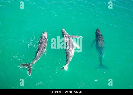 Aus der Vogelperspektive tanzen drei Buckelwale im Wasser vor Nosaville Town, Queensland, Australien. Stockfoto
