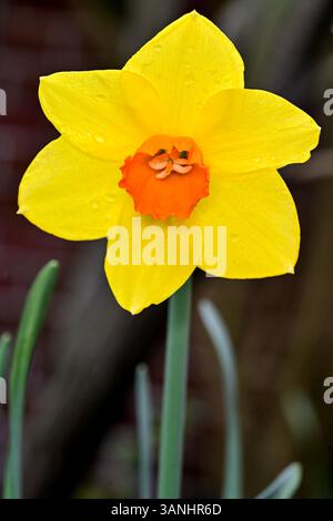 Eine gelbe Narzisse Narzissen-Narzissen-Pflanze mit Regentropfen auf ihren Blättern am frühen Morgen in einem Garten. Stockfoto