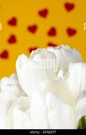 Weiße Tulpen auf gelbem Papier mit roten Herzen, roten Herzen und weißen Tulpenblüten auf gelbem Papier, Nahaufnahme Stockfoto