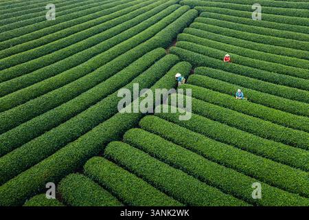 Aus der Vogelperspektive auf üppige Teeplantage mit lebhaften Reihen und Arbeitern auf Feldern, MOC Chau, Son La, Vietnam. Stockfoto