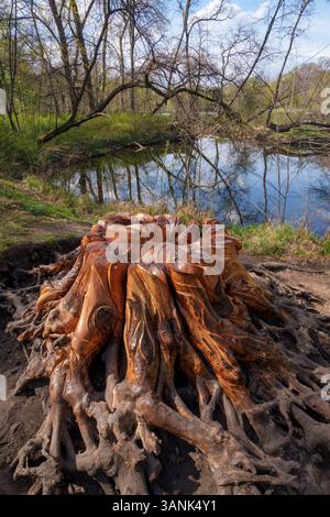 Kunstvoll geschnitzter Baumstumpf, Karpfenteich, Berlin-Treptow, Deutschland Seit über einem Jahrzehnt schnitzt Baumkünstler Oliver Jaffrot im Treptower Park Skulpturen aus Totholz. Kunstvoll geschnitzer Baumstumpf, Karpfenteich, Berlin-Treptow, Deutschland. *** Kunstvoll geschnitzter Baumstumpf, Karpfenteich, Berlin Treptow, Deutschland seit über einem Jahrzehnt schnitzt der Baukünstler Oliver Jaffrot im Treptower Park Skulpturen aus totem Holz kunstvoll geschnitzter Baumstumpf, Karpfenteich, Berlin Treptow, Deutschland Stockfoto