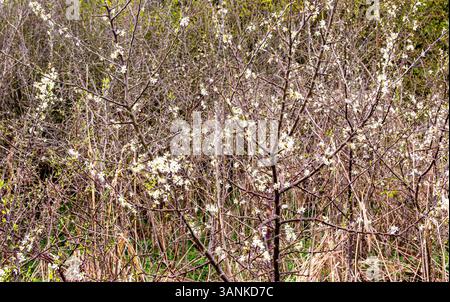 Dundee, Tayside, Schottland, Großbritannien. April 2025. Wetter in Großbritannien: Feuchtes Aprilwetter in Dundee Templeton Woods zeigt die natürliche Schönheit der geheimnisvollen schottischen Wälder, komplett mit Laub und schönen Frühlingsblüten. Quelle: Dundee Photographics/Alamy Live News Stockfoto
