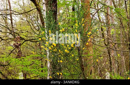 Dundee, Tayside, Schottland, Großbritannien. April 2025. Wetter in Großbritannien: Feuchtes Aprilwetter in Dundee Templeton Woods zeigt die natürliche Schönheit der geheimnisvollen schottischen Wälder, komplett mit Laub und schönen Frühlingsblüten. Quelle: Dundee Photographics/Alamy Live News Stockfoto