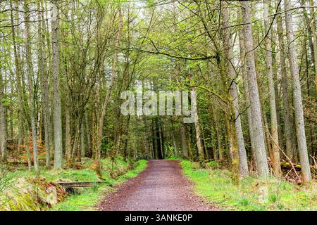Dundee, Tayside, Schottland, Großbritannien. April 2025. Wetter in Großbritannien: Feuchtes Aprilwetter in Dundee Templeton Woods zeigt die natürliche Schönheit der geheimnisvollen schottischen Wälder, komplett mit Laub und schönen Frühlingsblüten. Quelle: Dundee Photographics/Alamy Live News Stockfoto