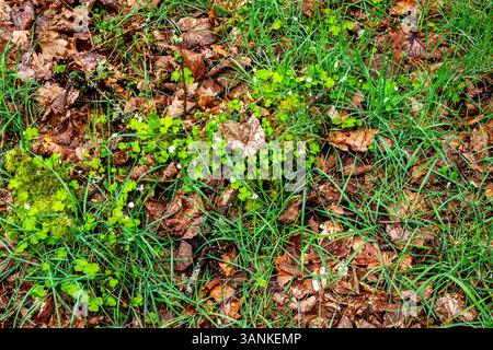 Dundee, Tayside, Schottland, Großbritannien. April 2025. Wetter in Großbritannien: Feuchtes Aprilwetter in Dundee Templeton Woods zeigt die natürliche Schönheit der geheimnisvollen schottischen Wälder, komplett mit Laub und schönen Frühlingsblüten. Quelle: Dundee Photographics/Alamy Live News Stockfoto