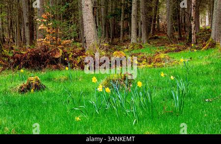 Dundee, Tayside, Schottland, Großbritannien. April 2025. Wetter in Großbritannien: Feuchtes Aprilwetter in Dundee Templeton Woods zeigt die natürliche Schönheit der geheimnisvollen schottischen Wälder, komplett mit Laub und schönen Frühlingsblüten. Quelle: Dundee Photographics/Alamy Live News Stockfoto