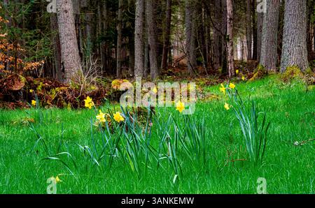 Dundee, Tayside, Schottland, Großbritannien. April 2025. Wetter in Großbritannien: Feuchtes Aprilwetter in Dundee Templeton Woods zeigt die natürliche Schönheit der geheimnisvollen schottischen Wälder, komplett mit Laub und schönen Frühlingsblüten. Quelle: Dundee Photographics/Alamy Live News Stockfoto