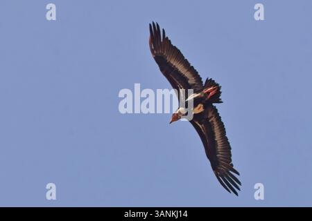 Rotköpfiger (Sarcogyps calvus), auch bekannt als asiatischer Königsgeier, indischer Schwarzgeier oder Pondicherry-Geier, fliegen, fliegen, fliegen, fliegen, Flügel spren Stockfoto