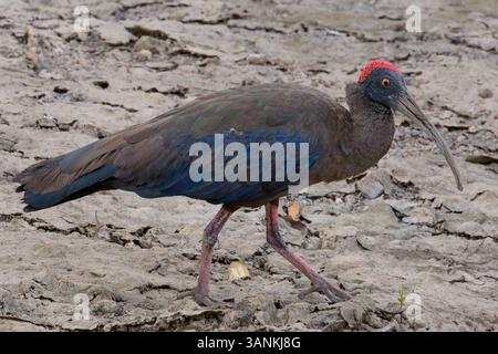 Rotnaped Ibis (Pseudibis papillosa), auch bekannt als Indian Black ibis, Walking, Close, GIR National Park, (Sasan GIR), Gujarat, Indien. Stockfoto
