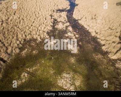 Abstrakte Luftaufnahme von Vögeln, die über Feuchtgebieten auf der Insel Vormsi in Estland fliegen. Stockfoto
