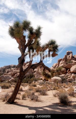 Joshua Tree Nationalpark, Kalifornien, USA Stockfoto