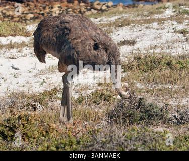 18. März 2011 - Kapstadt, Südafrika - Ein wilder Strauß (Struthio camelus), der größte und flottenfüßigste Vogel der Welt, in der Nähe des Meeres im Naturschutzgebiet Kap der Guten Hoffnung, Teil des Tafelberg-Nationalparks. (Bild: © Arnold Drapkin/ZUMAPRESS.com) Stockfoto