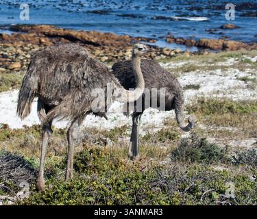 18. März 2011 - Kapstadt, Südafrika - Ein wilder Strauß (Struthio camelus), der größte und flottenfüßigste Vogel der Welt, in der Nähe des Meeres im Naturschutzgebiet Kap der Guten Hoffnung, Teil des Tafelberg-Nationalparks. (Bild: © Arnold Drapkin/ZUMAPRESS.com) Stockfoto