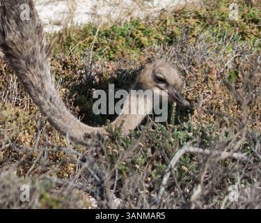 18. März 2011 - Kapstadt, Südafrika - Ein wilder Strauß (Struthio camelus), der größte und flottenfüßigste Vogel der Welt, in der Nähe des Meeres im Naturschutzgebiet Kap der Guten Hoffnung, Teil des Tafelberg-Nationalparks. (Bild: © Arnold Drapkin/ZUMAPRESS.com) Stockfoto