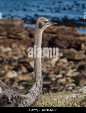 18. März 2011 - Kapstadt, Südafrika - Ein wilder Strauß (Struthio camelus), größter und flottenfüßigster Vogel der Welt, in der Nähe des Meeres im Naturschutzgebiet Kap der Guten Hoffnung, Teil des Tafelberg-Nationalparks. (Bild: © Arnold Drapkin/ZUMAPRESS.com) Stockfoto