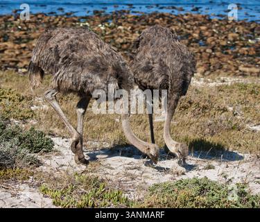 18. März 2011 - Kapstadt, Südafrika - Ein wilder Strauß (Struthio camelus), größter und flottenfüßigster Vogel der Welt, in der Nähe des Meeres im Naturschutzgebiet Kap der Guten Hoffnung, Teil des Tafelberg-Nationalparks. (Bild: © Arnold Drapkin/ZUMAPRESS.com) Stockfoto