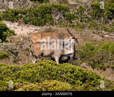 18. März 2011 – Kapstadt, Südafrika – Ein Paar Taurotragus oryx, auch bekannt als Southern Eland, Afrikas größte Antilope, weidet im Tal zwischen dem Kap der Guten Hoffnung und dem Parkplatz am Cape Point. Das Naturschutzgebiet Kap der Guten Hoffnung ist eine felsige Landzunge an der Atlantikküste der südafrikanischen Kap-Halbinsel und der südwestlichste Punkt Afrikas. (Bild: © Arnold Drapkin/ZUMAPRESS.com) Stockfoto