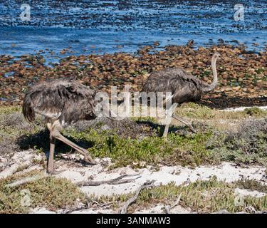 18. März 2011 - Kapstadt, Südafrika - Ein wilder Strauß (Struthio camelus), der größte und flottenfüßigste Vogel der Welt, in der Nähe des Meeres im Naturschutzgebiet Kap der Guten Hoffnung, Teil des Tafelberg-Nationalparks. (Bild: © Arnold Drapkin/ZUMAPRESS.com) Stockfoto