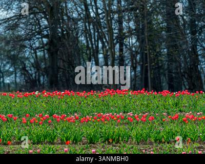 Tulpenfelder blühen im Helmsley Flower Belt und schaffen eine atemberaubende Frühlingsschau in Yorkshires Landschaft. Stockfoto