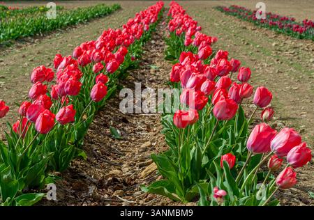 Weite Felder mit roten Tulpen erstrecken sich über den Helmsley Flower Belt in Yorkshire, Großbritannien, und feiern den Frühling mit atemberaubenden Farben. Stockfoto