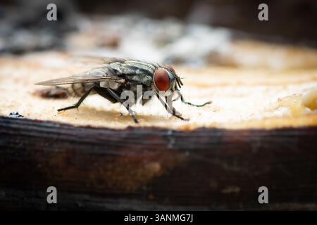 Nahaufnahme einer gewöhnlichen Hausfliege mit roten Augen, die sich an einer Banane ernähren, gestochen scharfe Details mit einem weichen, verschwommenen Hintergrund. Stockfoto