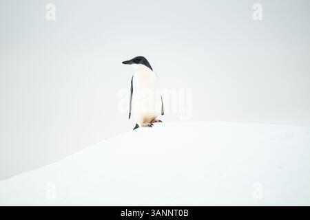 Ein unreifer Adelie-Penguin (Pygoscelis adeliae), der auf dem Kamm eines schneebedeckten Hügels in der Antarktis steht. Stockfoto