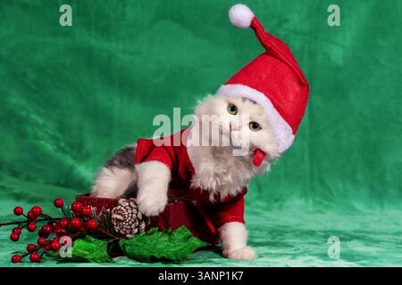 Lustiges kleines Kätzchen mit rotem Weihnachtsmann-Hut und -Jacke sitzt in einer Geschenkbox auf einer weichen grünen Decke. Weihnachtskonzept Stockfoto