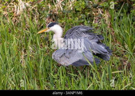 Detaillierte Nahaufnahme eines grauen Reihers, der seine Körperfedern in langem grünen Gras aufwirbelt. Stockfoto