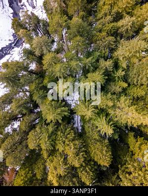 Aus der Vogelperspektive auf einen Wald mit Kiefern, Oregon, USA. Stockfoto