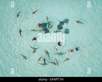 Luftaufnahme von Menschen, die mit Haien und Stachelrochen auf Moorea Island in Französisch-Polynesien schwimmen. Stockfoto