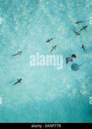Luftaufnahme eines Tauchers, der Mantas und Haie im transparenten Meer der Insel Moorea in Französisch-Polynesien füttert. Stockfoto