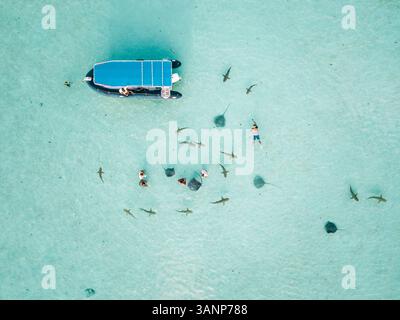 Aus der Vogelperspektive von Menschen, die mit Haien und Stachelrochen im transparenten Meer von Moorea Island in Französisch-Polynesien schwimmen. Stockfoto