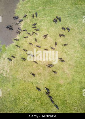 Luftaufnahme einer Büffelherde in Tansania. Stockfoto