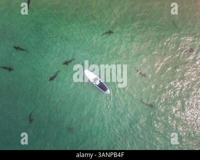 Luftaufnahme eines Tierarztes, der die Haie im Unterwasserpark La Jolla, San Diego, USA füttert. Stockfoto
