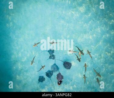 MOOREA ISLAND, FRANZÖSISCH-POLYNESIEN - 18. September 2017 : Luftaufnahme eines Tauchers mit Haien und Stachelrochen im Meer der Insel Moorea, Französisch-Polynesien. Stockfoto