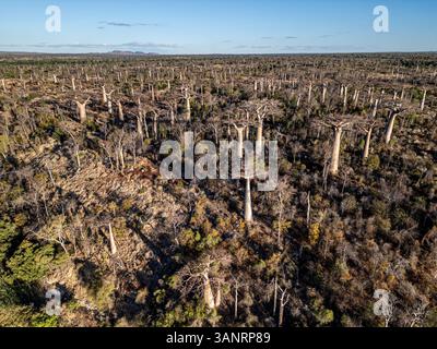 Aus der Vogelperspektive auf einen riesigen und wunderschönen Baobab-Wald mit einzigartigen Baumstämmen, Toliara - Tulear, Madagaskar. Stockfoto