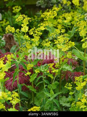 Smyrnium perfoliatum und Red acer palmatum dissectum rubra) in einem Frühlingsgarten UK April Stockfoto