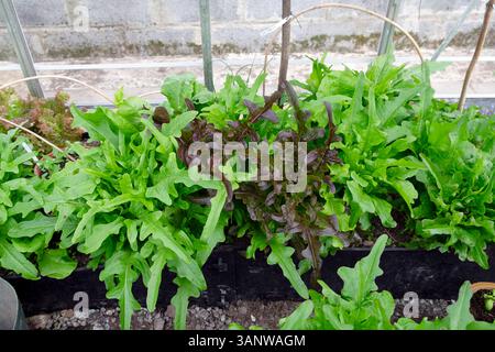 Grüne und rote Salate gemischte Salatblätter wachsen im Hochbeet im Gewächshaus im Frühling April Garten 2025 Großbritannien KATHY DEWITT Stockfoto