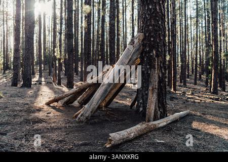 Improvisierte Unterkunft aus Baumstämmen in einem Kiefernwald auf Teneriffa, Kanarischen Inseln Stockfoto