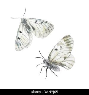 Schmetterlinge, Draufsicht und Seitenansicht. Mnemosyne. Handgezeichnete Aquarellillustration isoliert auf weiß. Für Grußkarten, Einladungen, Etiketten, Banner Stockfoto