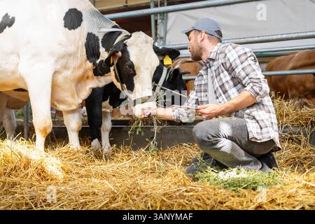 Moderner Landwirt, der Milchkühe in der Scheune inspiziert Stockfoto