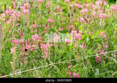 Saint Gallen, Schweiz, 7. Juni 2024 Onobrychis viciifolia oder Esparsfoinsäule im Botanischen Garten Stockfoto