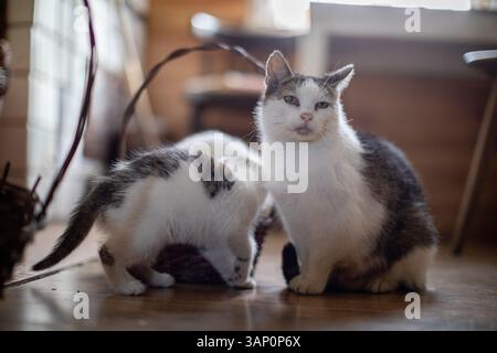 Zwei niedliche Katzen entspannen gemeinsam in einer gemütlichen Innenumgebung, die sich einladend anfühlt Stockfoto